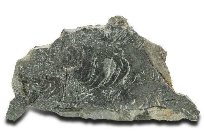 Polished Neoproterozoic Stromatolite (Minjaria) Slab - Russia #363049